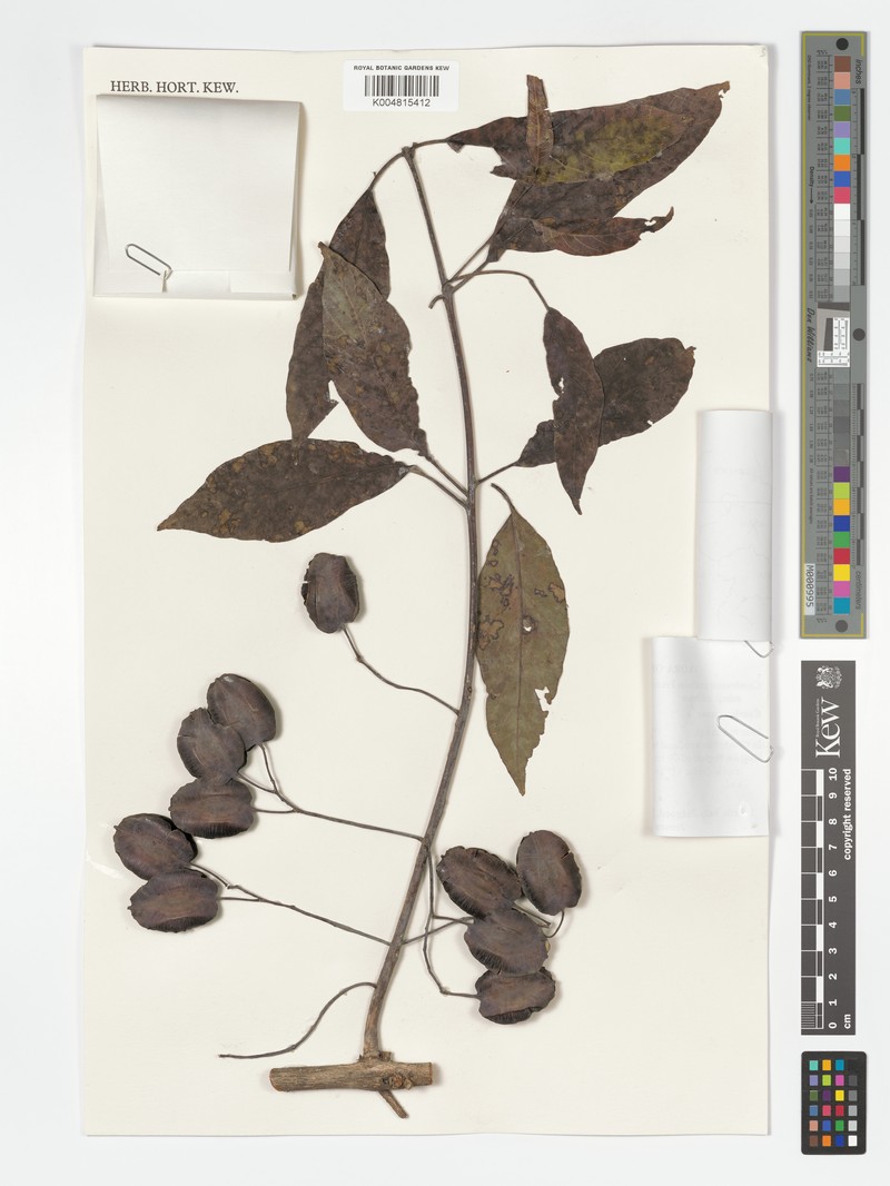Combretum collinum subsp. collinum photo 4