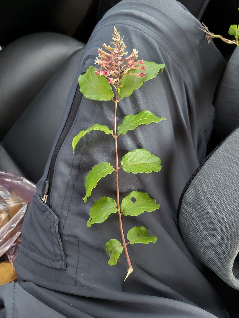 Combretum densiflorum photo 3