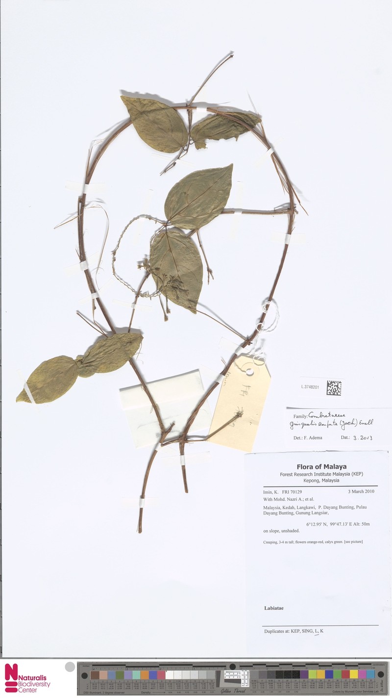 Combretum densiflorum photo 4