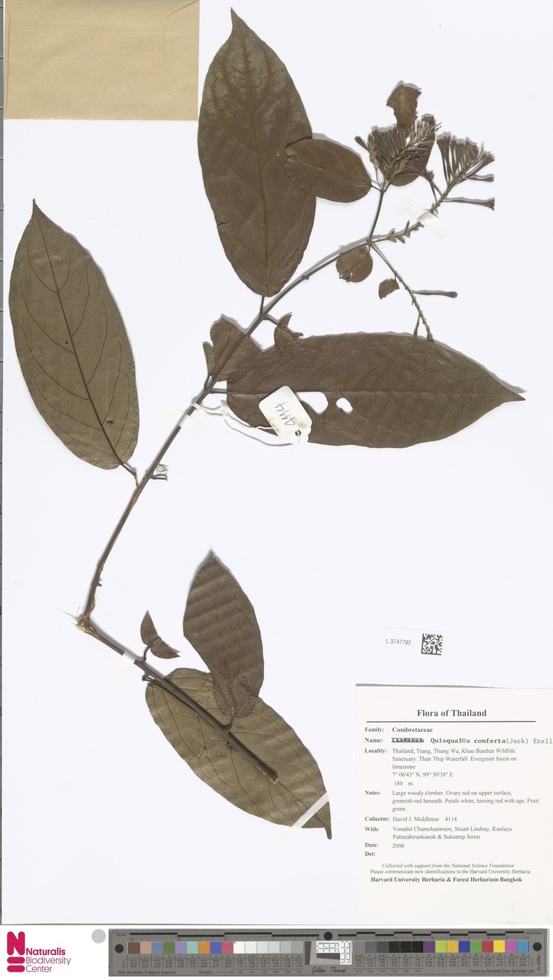 Combretum densiflorum photo 5