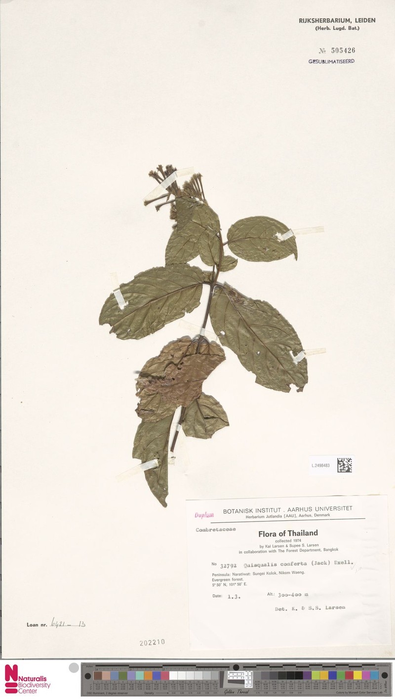 Combretum densiflorum photo 6