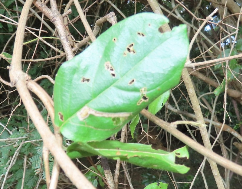 Combretum eugeneanum