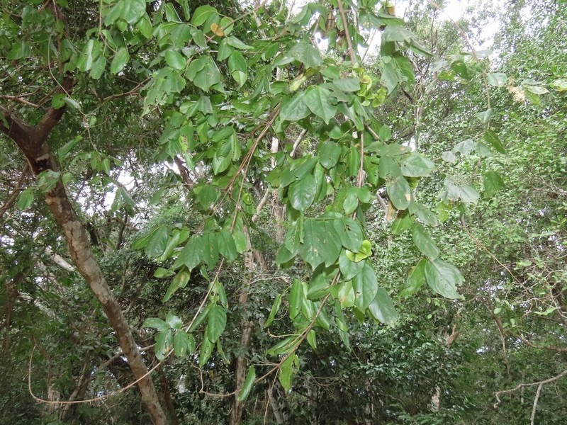 Combretum eugeneanum photo 2