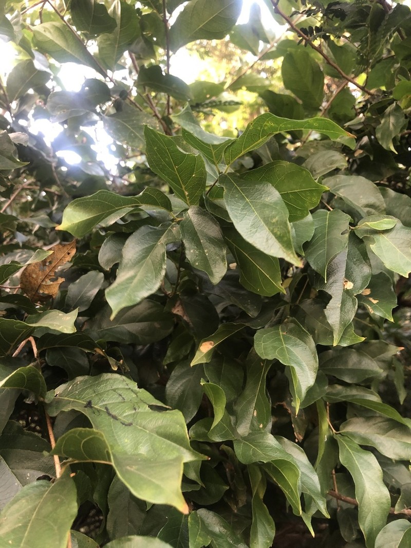 Combretum eugeneanum photo 3