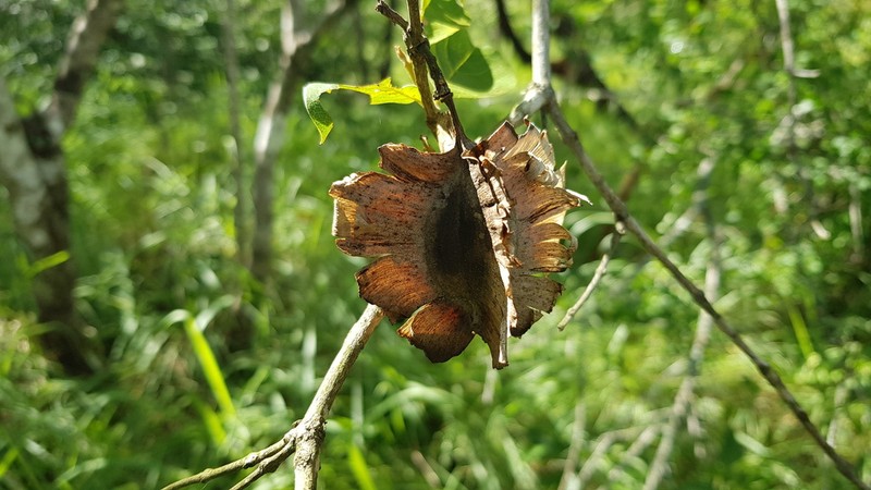Combretum eugeneanum photo 4