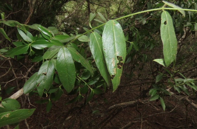Combretum eugeneanum photo 5