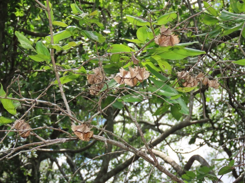 Combretum eugeneanum photo 6