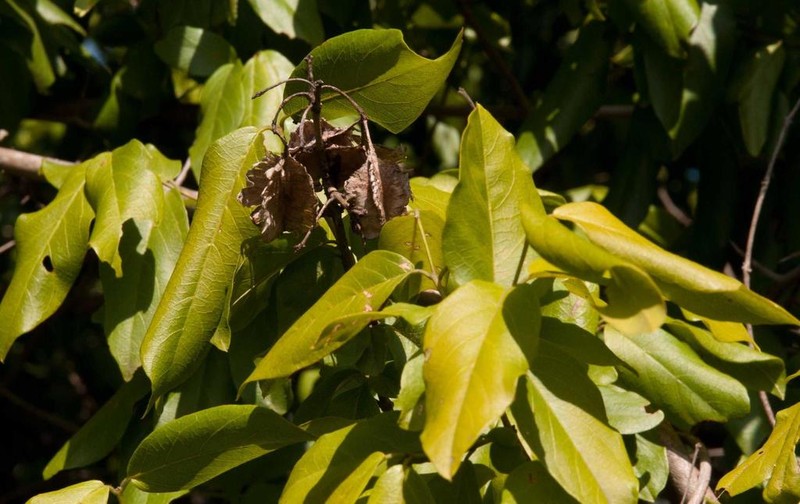 Combretum eugeneanum photo 7