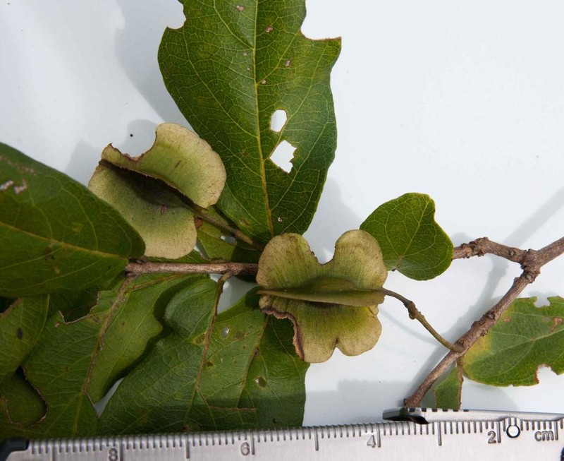 Combretum eugeneanum photo 8
