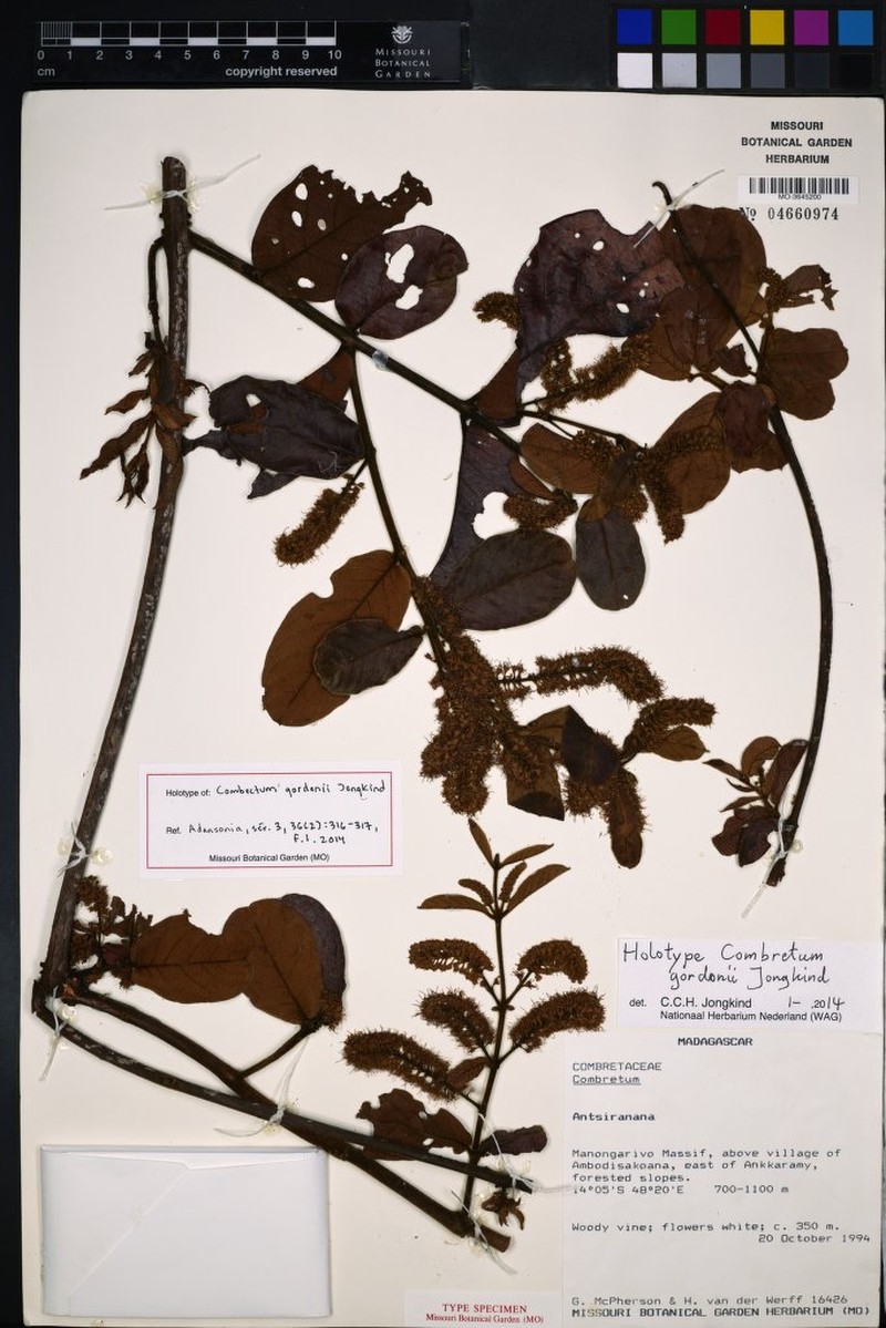 Combretum gordonii
