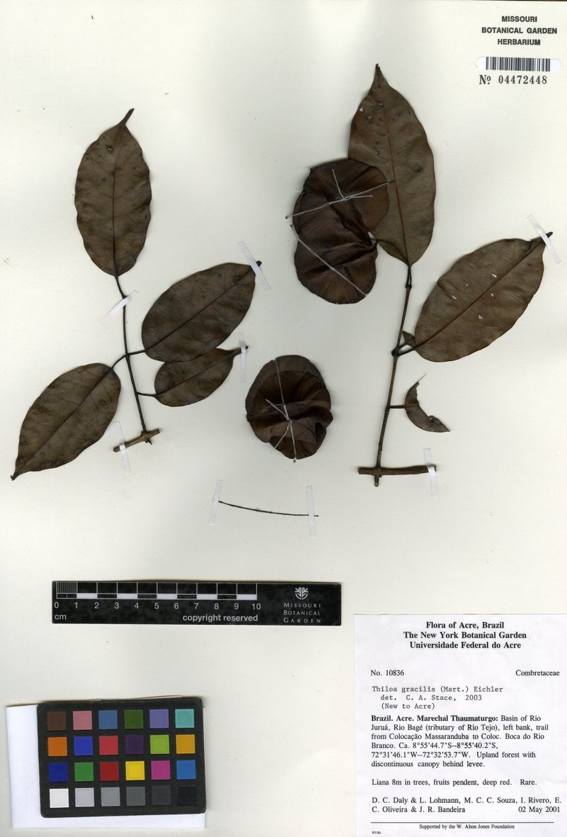 Combretum gracile var. gracile