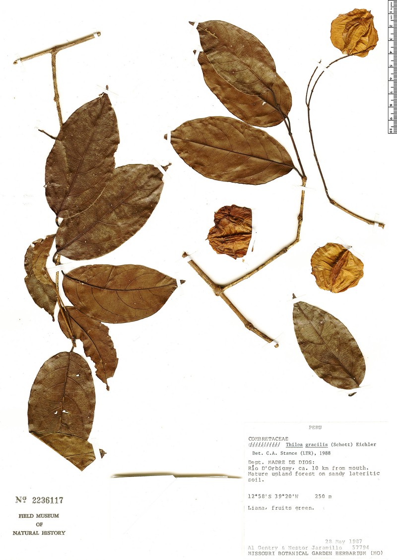 Combretum gracile var. gracile photo 2