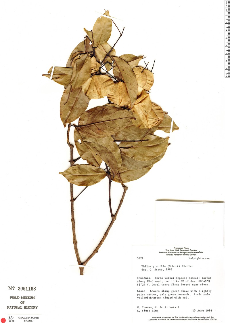 Combretum gracile var. gracile photo 3