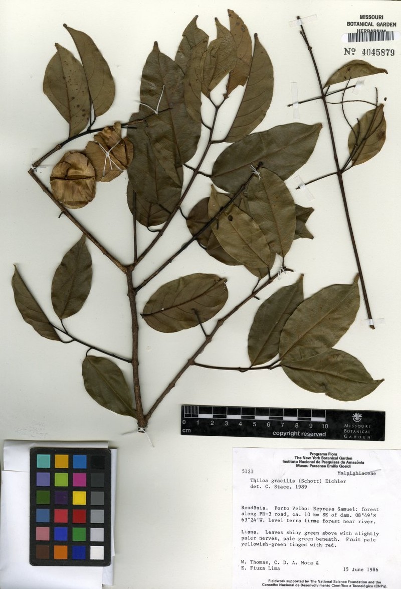 Combretum gracile var. gracile photo 4