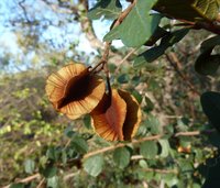 Russet Bushwillow