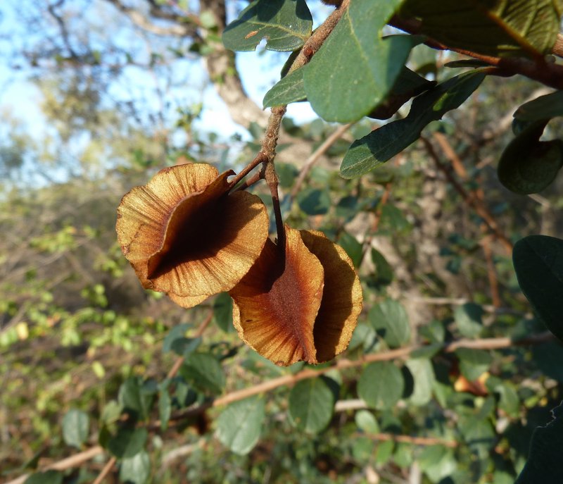 Russet Bushwillow