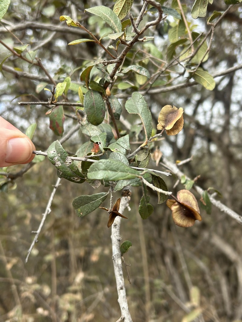 Combretum hereroense subsp. hereroense