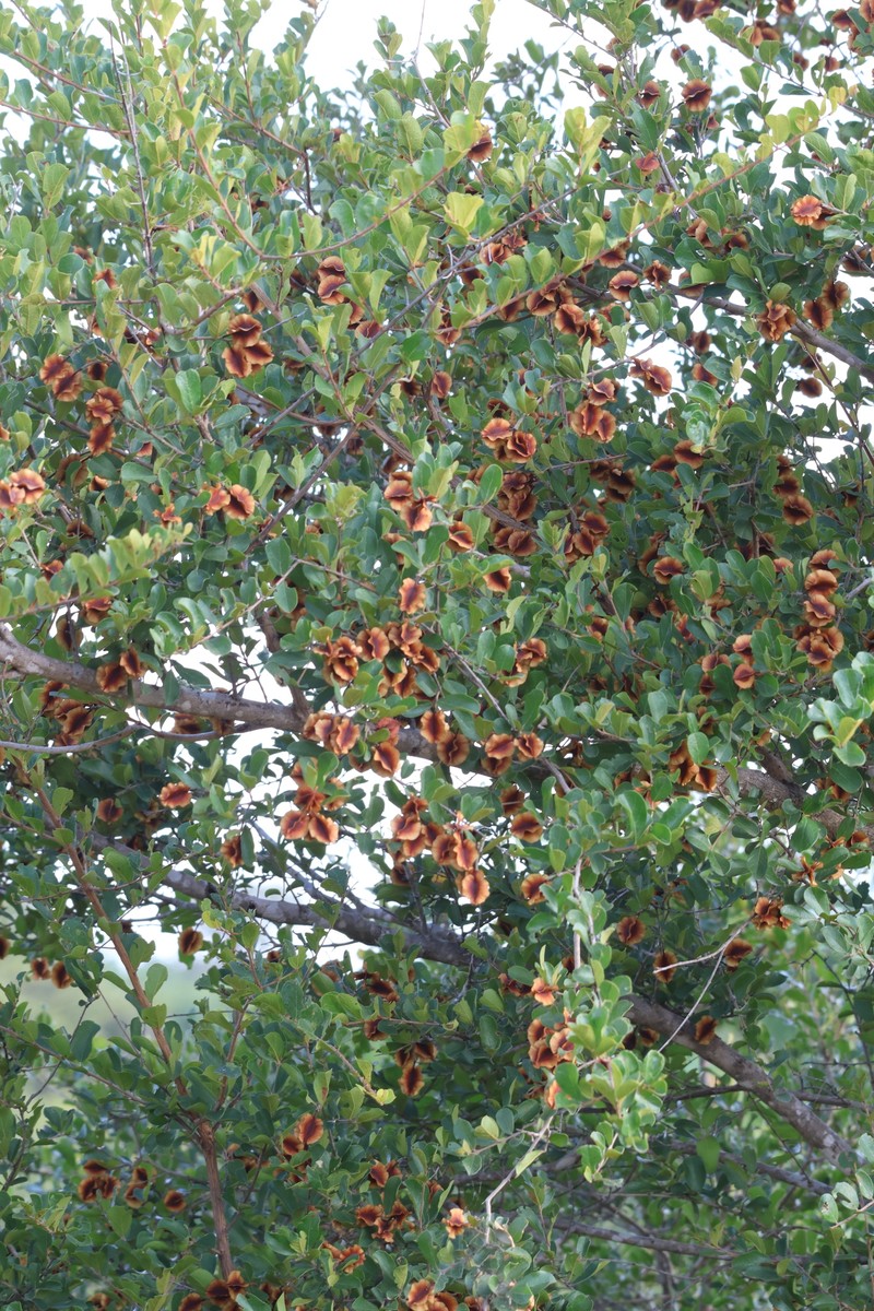 Combretum hereroense subsp. hereroense photo 2