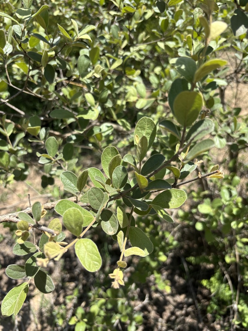 Combretum hereroense subsp. hereroense photo 3