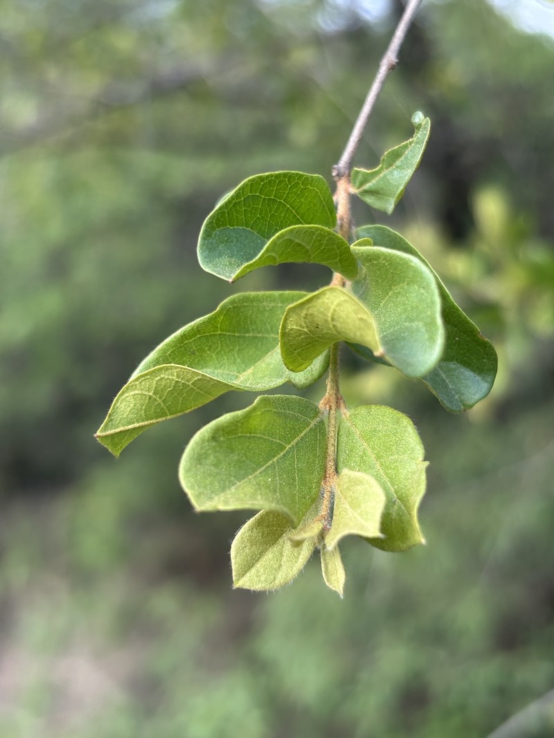 Combretum hereroense subsp. hereroense photo 4