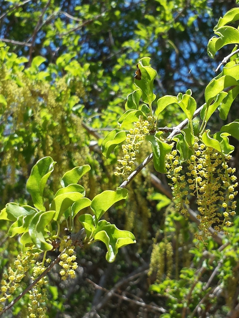 Combretum humbertii photo 2