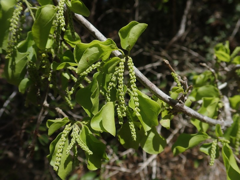 Combretum humbertii photo 3