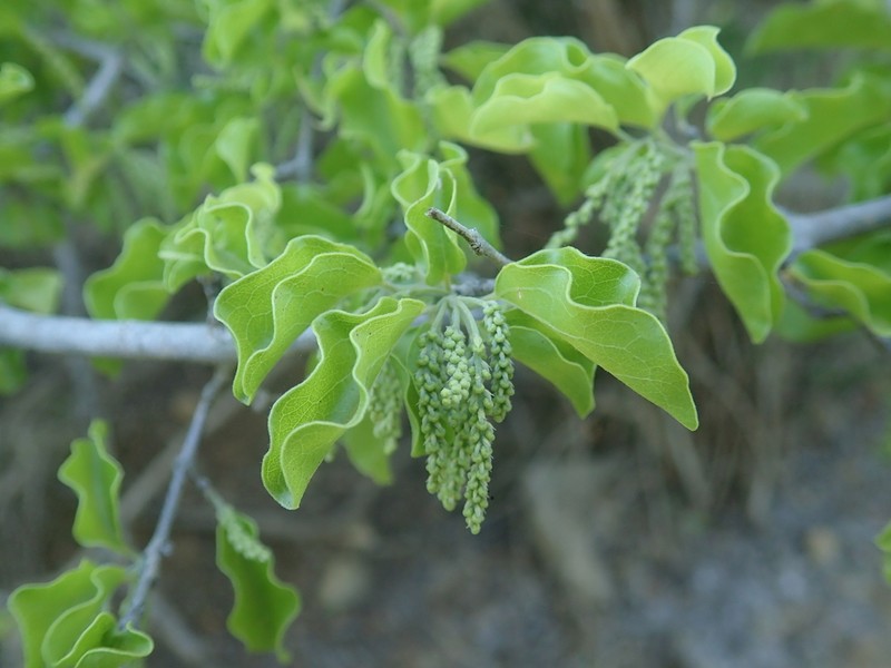 Combretum humbertii photo 4
