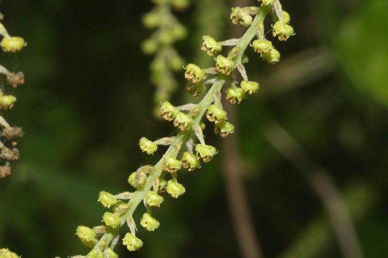 Combretum humbertii photo 5