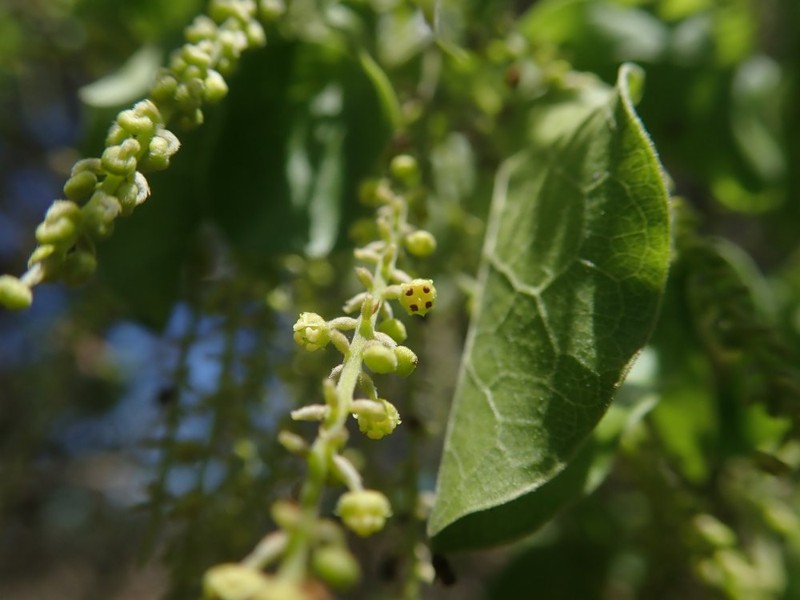 Combretum humbertii photo 6