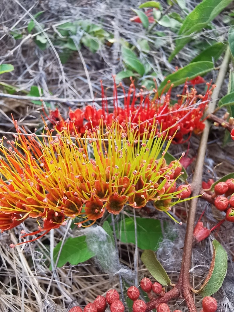 Combretum igneiflorum