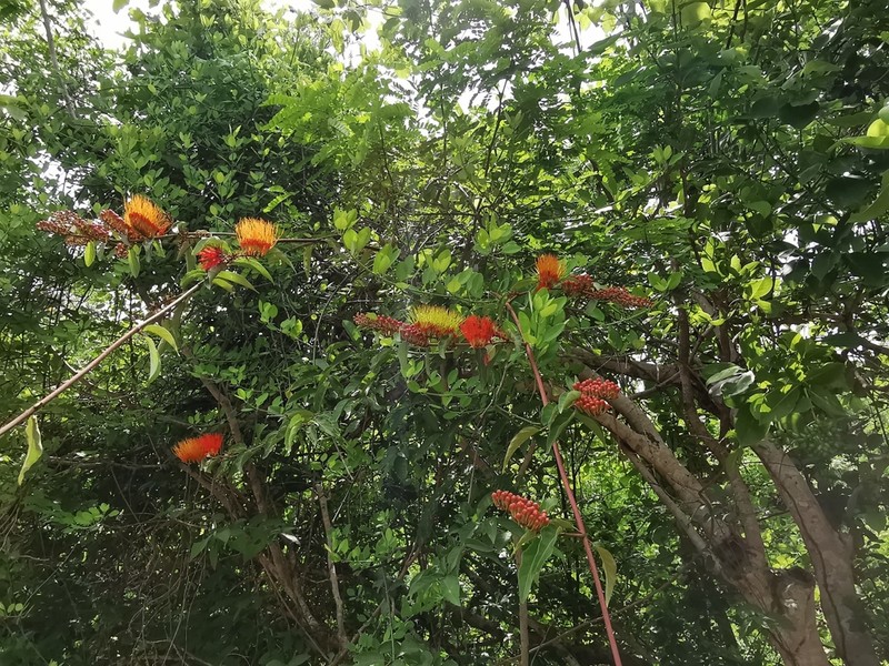 Combretum igneiflorum photo 2