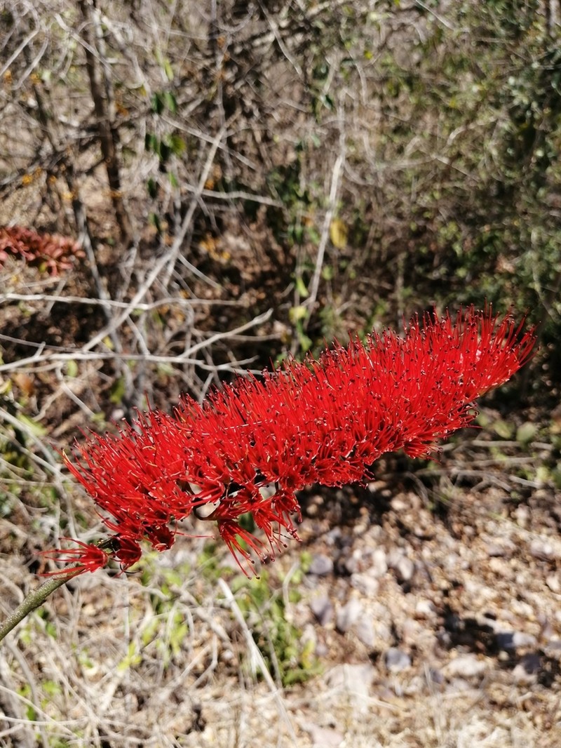 Combretum igneiflorum photo 3