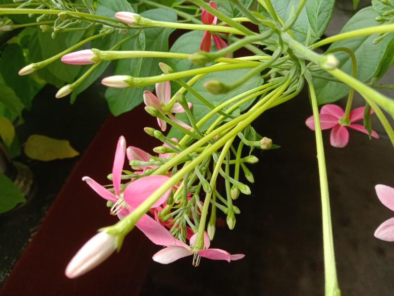 Rangoon Creeper photo 2