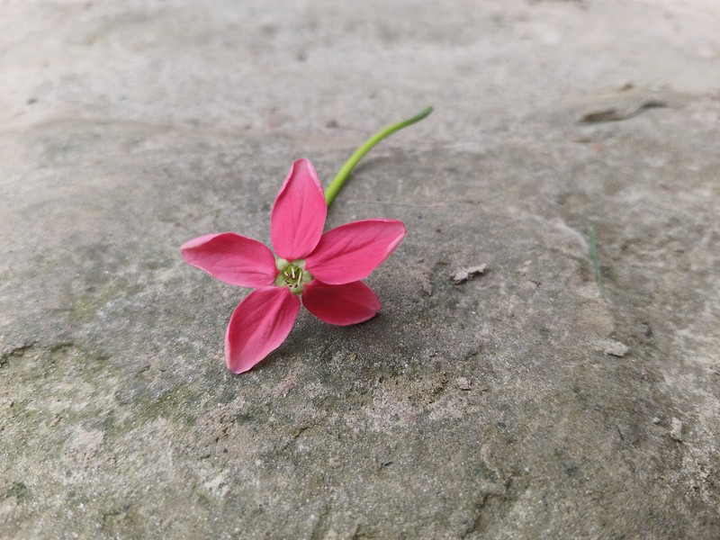 Rangoon Creeper photo 4