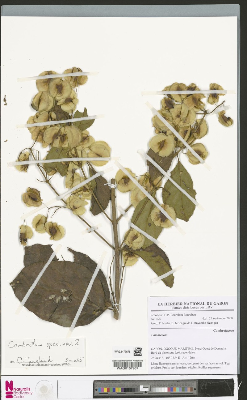Combretum longistipitatum