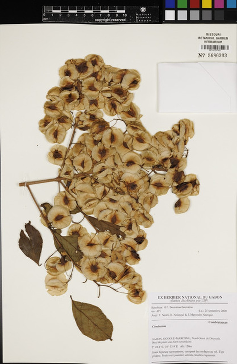 Combretum longistipitatum photo 2