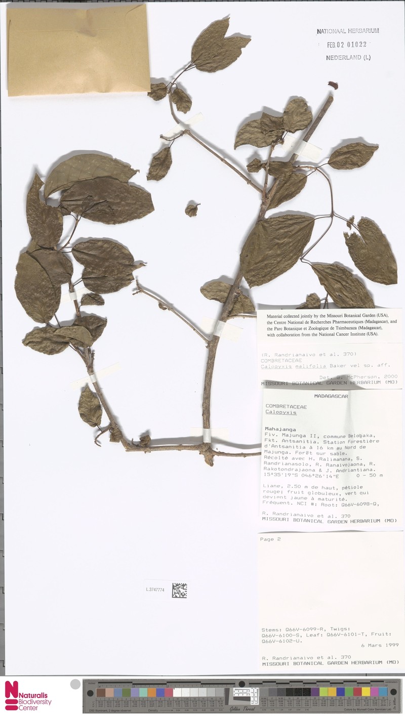 Combretum malifolium