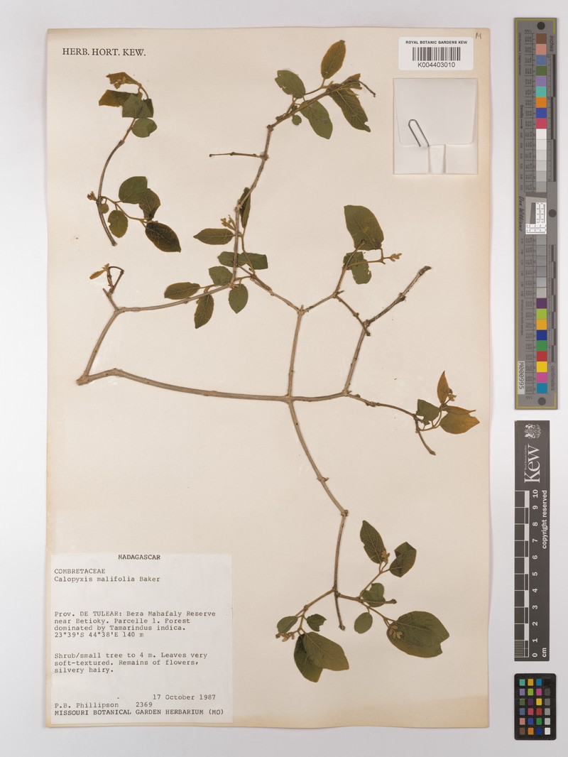 Combretum malifolium photo 2