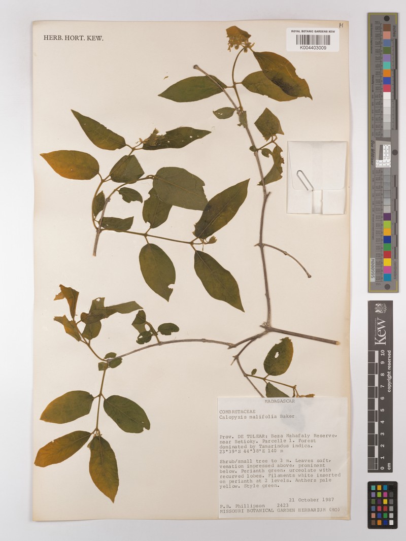 Combretum malifolium photo 3