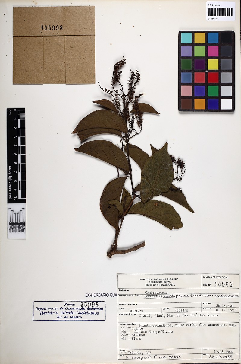 Combretum mellifluum var. mellifluum