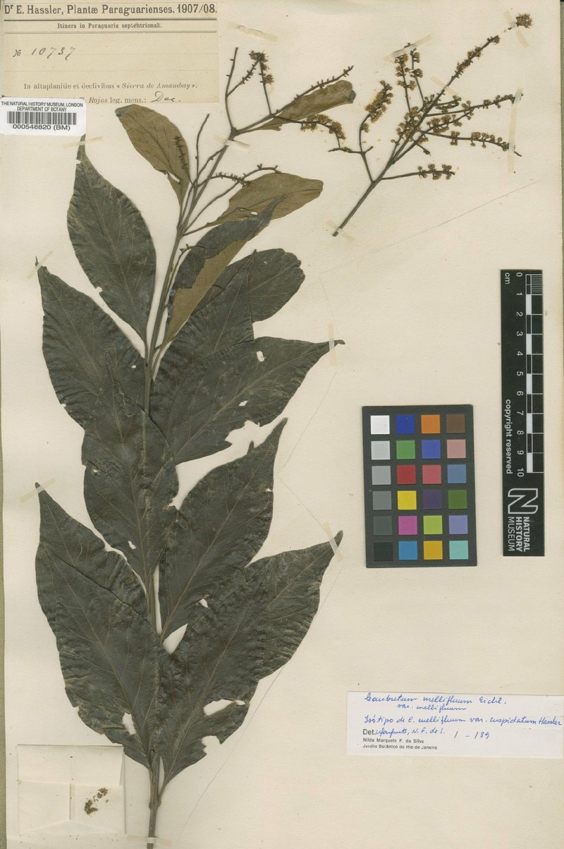 Combretum mellifluum var. mellifluum photo 2