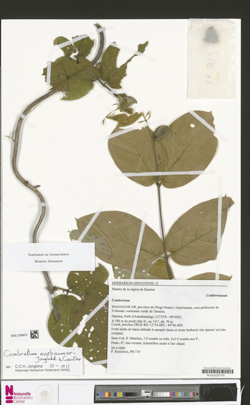 Combretum nusbaumeri photo 2
