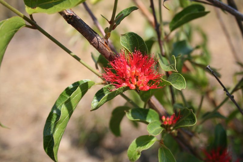 Fire Vine