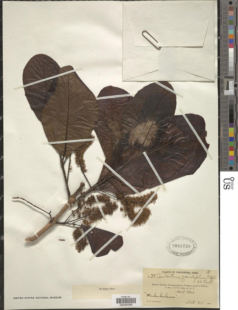 Combretum psidioides subsp. grandifolium