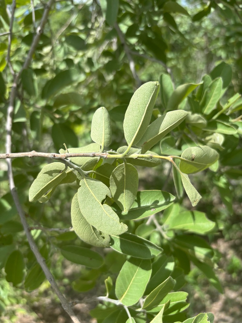 Combretum psidioides subsp. psidioides