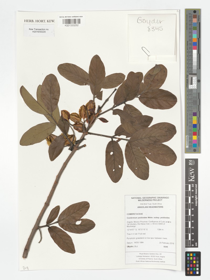 Combretum psidioides subsp. psidioides photo 2
