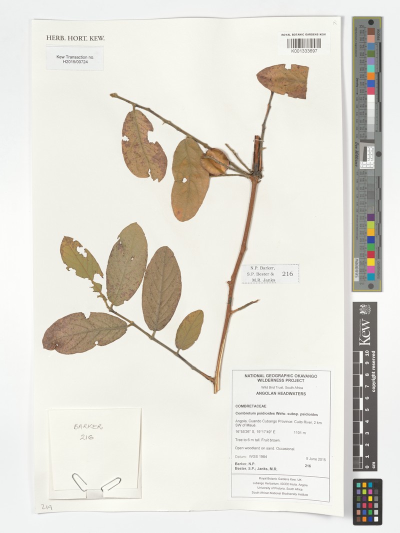 Combretum psidioides subsp. psidioides photo 3