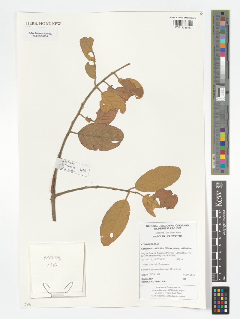 Combretum psidioides subsp. psidioides photo 4