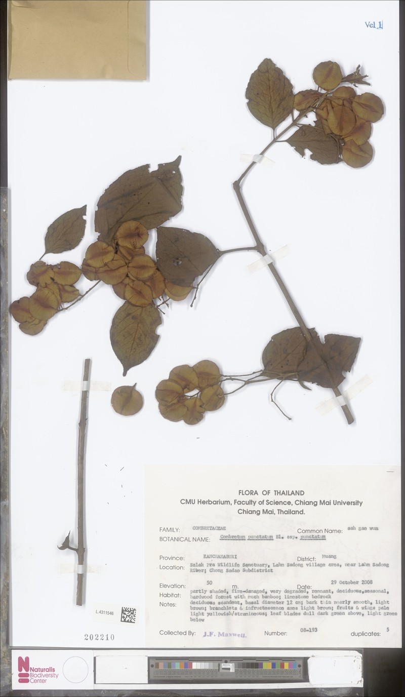 Combretum punctatum var. punctatum