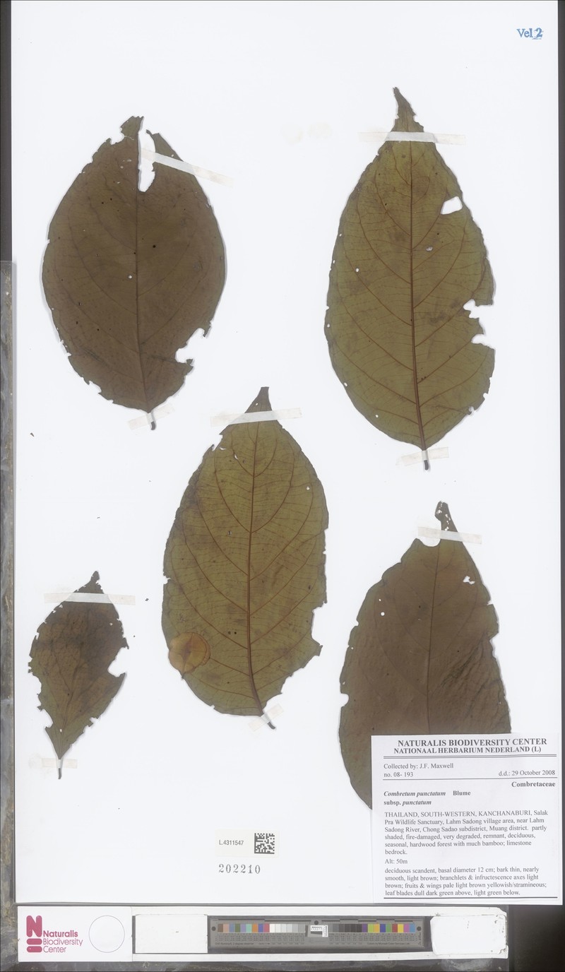 Combretum punctatum var. punctatum photo 2